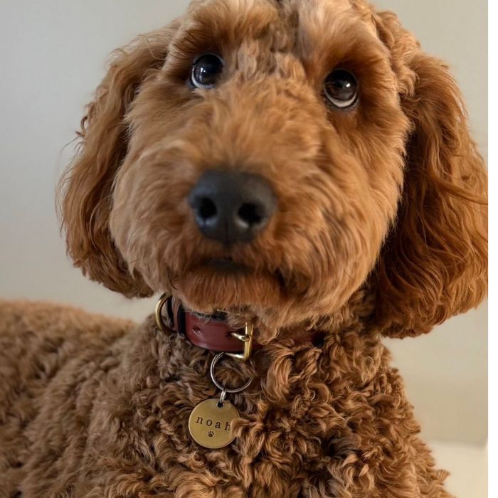 Dog Collar - Quintessential British Bridle "pooch" style