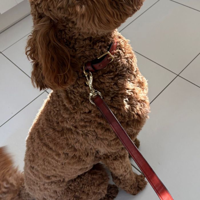 Close up of vegetable tanned bridle leather showing texture and quality of our best dog leads UK