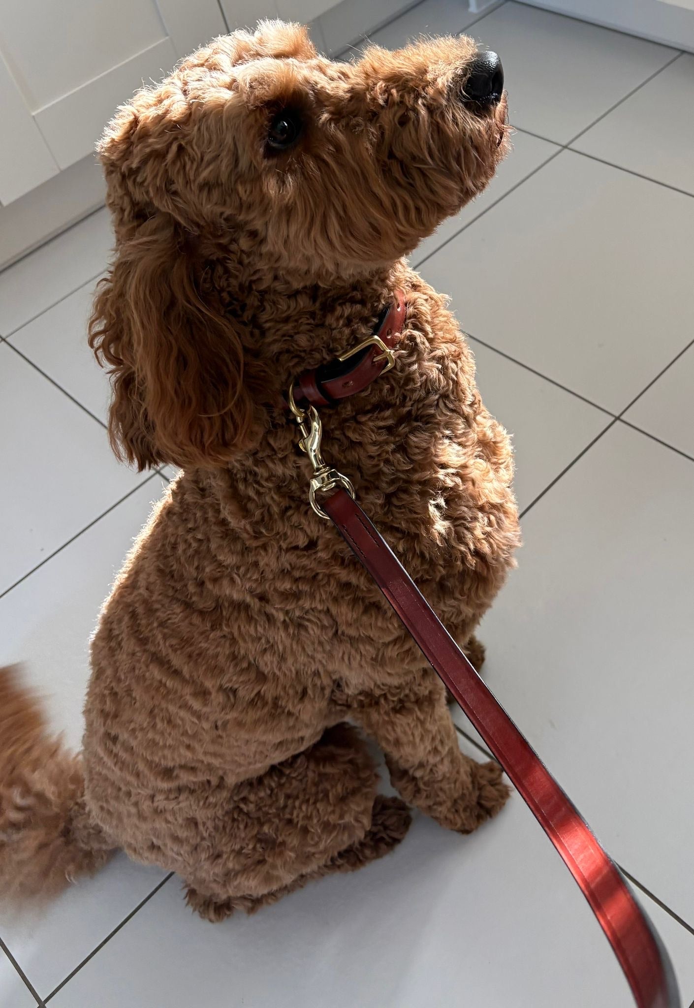 Dog Lead - Quintessential British Bridle "pooch" style