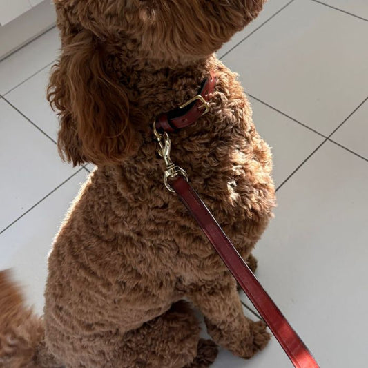 best leather dog leads UK