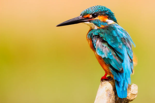 KINGFISHER -  The British "river dart" Copper & Silver Kingfisher