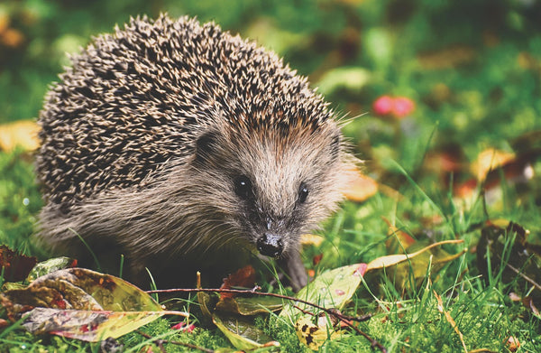 HEDGEHOG - British country garden favourite Silver Hedgehog.