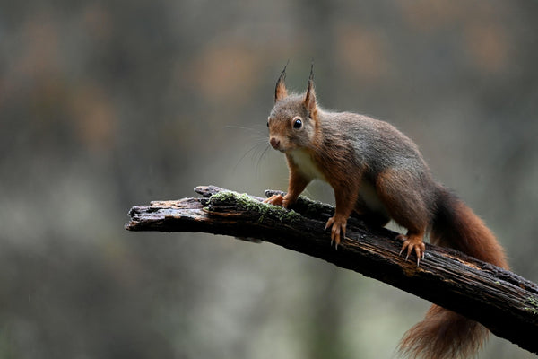 COPPER SQUIRREL -  Copper Squirrel sitting in Silver hexagon